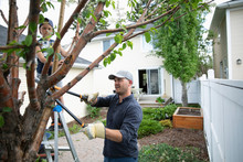 Father And Son Doing Yard Work, Pruning Tree In Back Yard