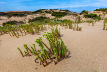 Coastal Succulents Growing In The Sand In Australia
