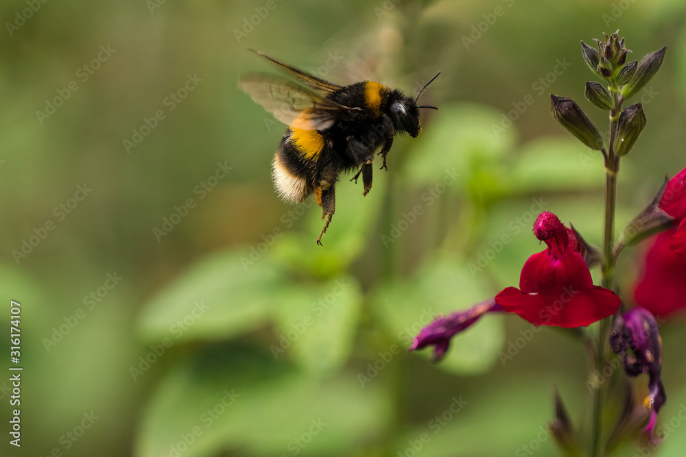 Buff-tailed Bumblebee (Bombus terrestris) in flight - obrazy, fototapety, plakaty 
