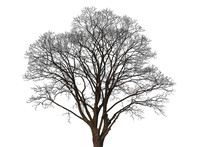 Silhouette Of An Old Linden Tree Without Leaves On A White Background