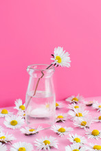 Spring Composition With Daisies On A Light Pink Background