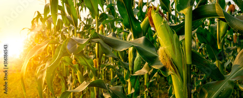 Fotomural Corn or miaze field garden agriculture in countryside