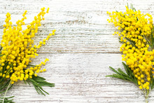 Branch Of Yellow Spring Flowers Mimosa On White Wooden Background With Copyspace