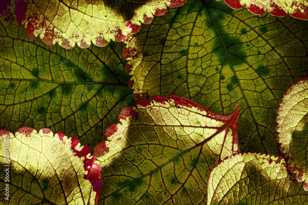red leaves in the detail - macro picture - obrazy, fototapety, plakaty 
