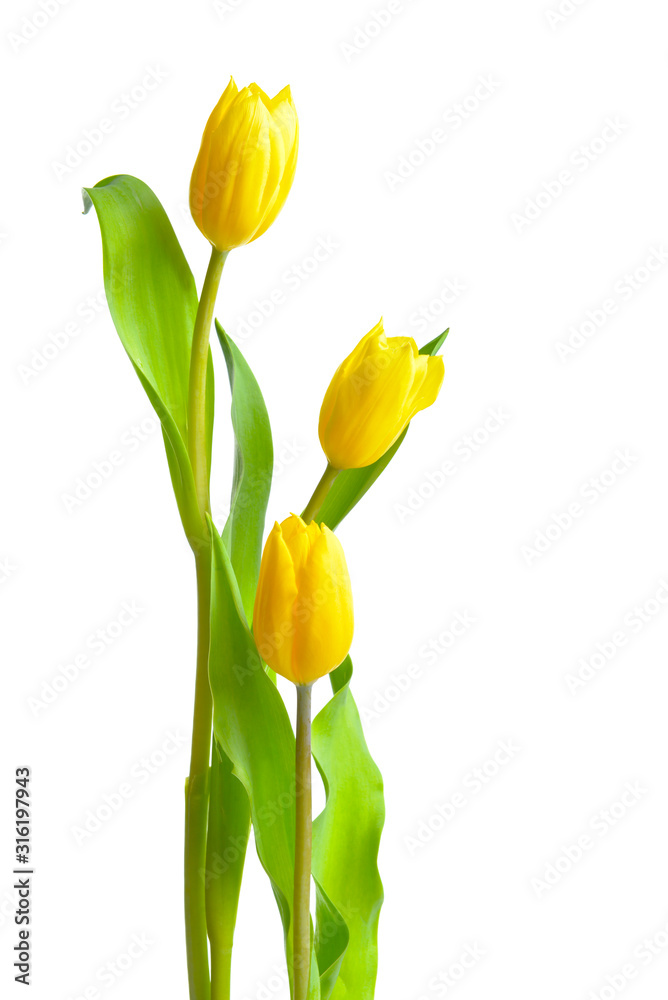Beautiful tulip flowers on white background