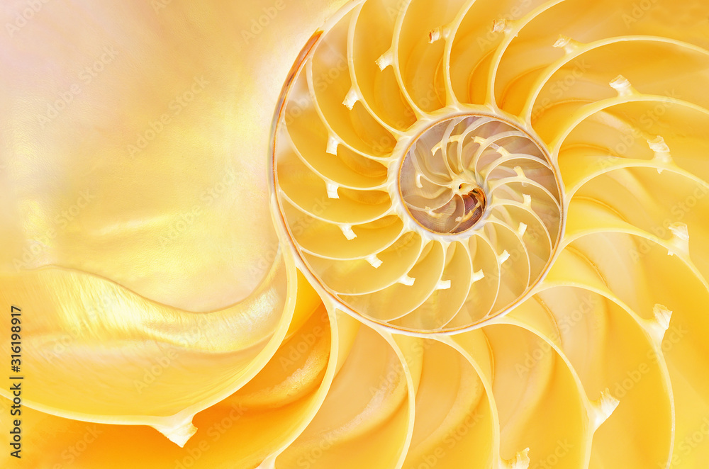 Close-up of a nautilus shell revealing its intricate patterns, textures ...