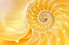 Close-up Of A Nautilus Shell Revealing Its Intricate Patterns, Textures, And Details