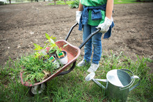 Girl Gardening, Pushing Wheelbarrow With Potted Plants In Garden