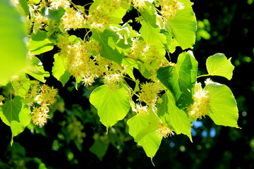 Flowering linden on a sunny day