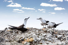 Three Sooty Tern Birds, Onychoprion Fuscatus Seabird Singing Clifftop