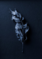 Blue toned dry leaf on dark blue background. Still life
