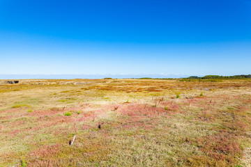 moor heath of wild coast on the island of belle ile en mer in the morbihan in france
