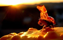 Ladybug Spreading The Wings In The Sunset