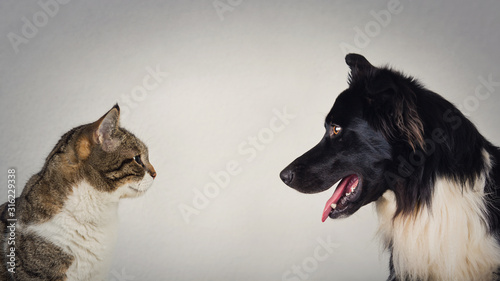 Dekoracja na wymiar  odwieczny-pojedynek-psa-i-kota-o-miano-najlepszego-zwierzaka-rywalizacja-kotek-vs-szczenie
