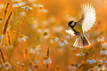 beautiful little bird yellow tit flies over a field of white daisy flowers in sunny summer evening w