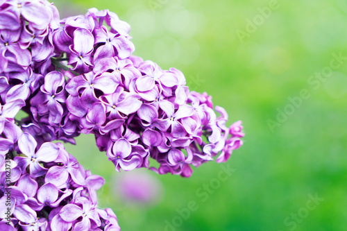 Blooming lilac flowers