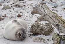 Recently Weaned Southern Elephant Seal Pup (Mirounga Leonina) On The Coast Of Sea Lion Island In The Falkland Islands.