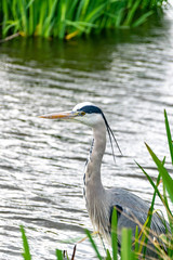 Wall Mural - Grey heron (ardea cinerea) standing on a riverbank on a grey cloudy day in spring