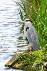 Wall Mural - Grey heron (ardea cinerea) standing on a riverbank on a grey cloudy day in spring