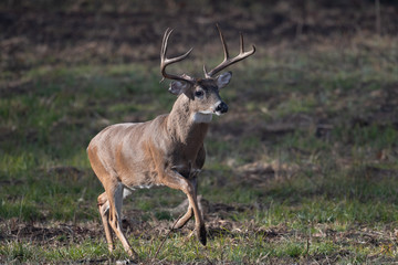 Wall Mural - Large whitetailed deer buck