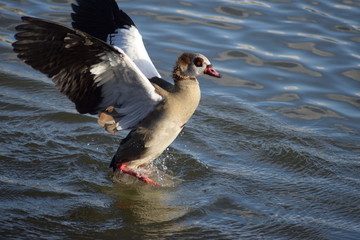 Poster - Nilgans