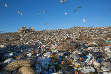 Seagulls Flying Over Garbage Dump
