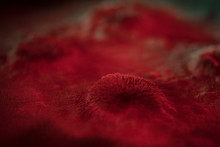 Microscopic Red Virus Spore Growth