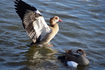 Poster - Nilgans