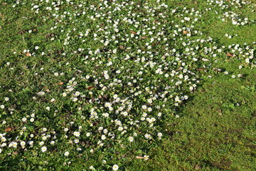 Poster - Blumenwiese