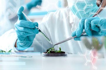 Scientist is conducting experiments, tests with plants in petri dish at laboratory. Biotechnologist is injecting chemical substance to leaves with syringe. Biologist workplace. GMO concept.