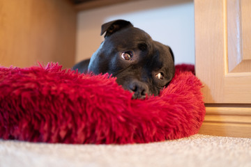 Wall Mural - Portrait of a Staffordshire bull terrier dog lying on a soft fluffy bed with a cute raised eyebrows expression.