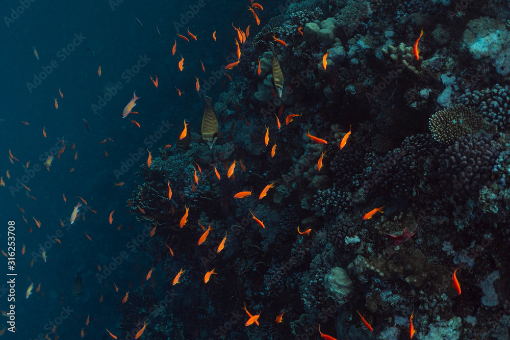 beautiful coral reef under water in the ocean of egypt, underwater photography in egypt - obrazy, fototapety, plakaty 