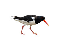 Common Pied Oystercatcher Against White Background