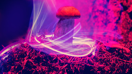 Mushrooms and plants illuminated by inert gas