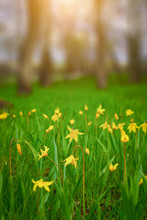Wild Daffodils Free Stock Photo - Public Domain Pictures