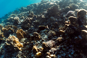 beautiful coral reef under water in the ocean of egypt, underwater photography in egypt