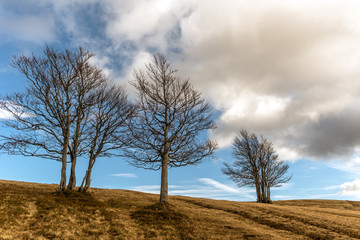 Poster - Paysage de montagne en hivers