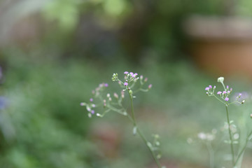 Small purple flowers with green stems and leaves with a background of green growth.