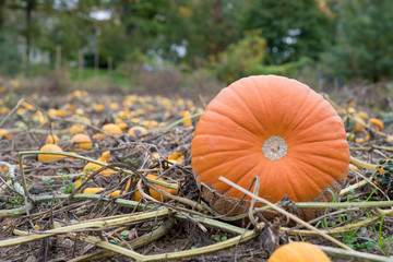 pumpkin patch
