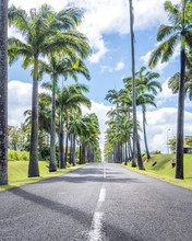 Allee Dumanoir In Guadeloupe, Capesterre Belle Eau. Street Surrounded By Royal Palm Trees In The Caribbean.