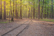 Railroad tracks run through the woods in Broken Bow, Oklahoma.