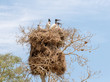 Gewaltiges Jabiru Storchen Nest mit einem Alt- und drei Jungtieren und Mönchssittichen als Untermieter