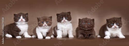 Cuadros en Lienzo 5 BKH Kitten Geschwister in chocolate und cinnamon braun