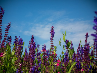 Salvia purple field meadow grass sky landscape