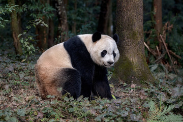 Wall Mural - Panda Bear Sitting in the Forest of Bifengxia Panda Reserve in Ya'an Sichuan Province, China. Fluffy Panda 
