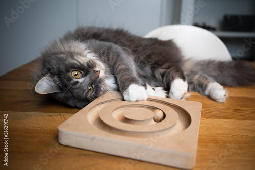 playful blue tabby maine coon cat lying on table playing with wooden roller toy looking lazy © FurryFritz