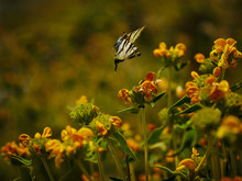 Flying Butterfly Landing On Flowers