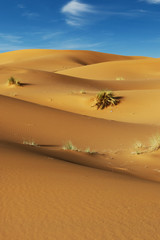 Wall Mural - sand dune in the sahara desert 