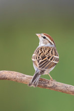 Chipping Sparrow At Backyard Home Feeder