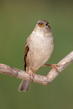 House Sparrow At Bakcyard Home Feeder